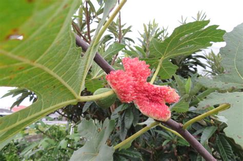 無花果樹花|イチジクに花は咲くの？いつどこにどんな花が咲くのか徹底解。